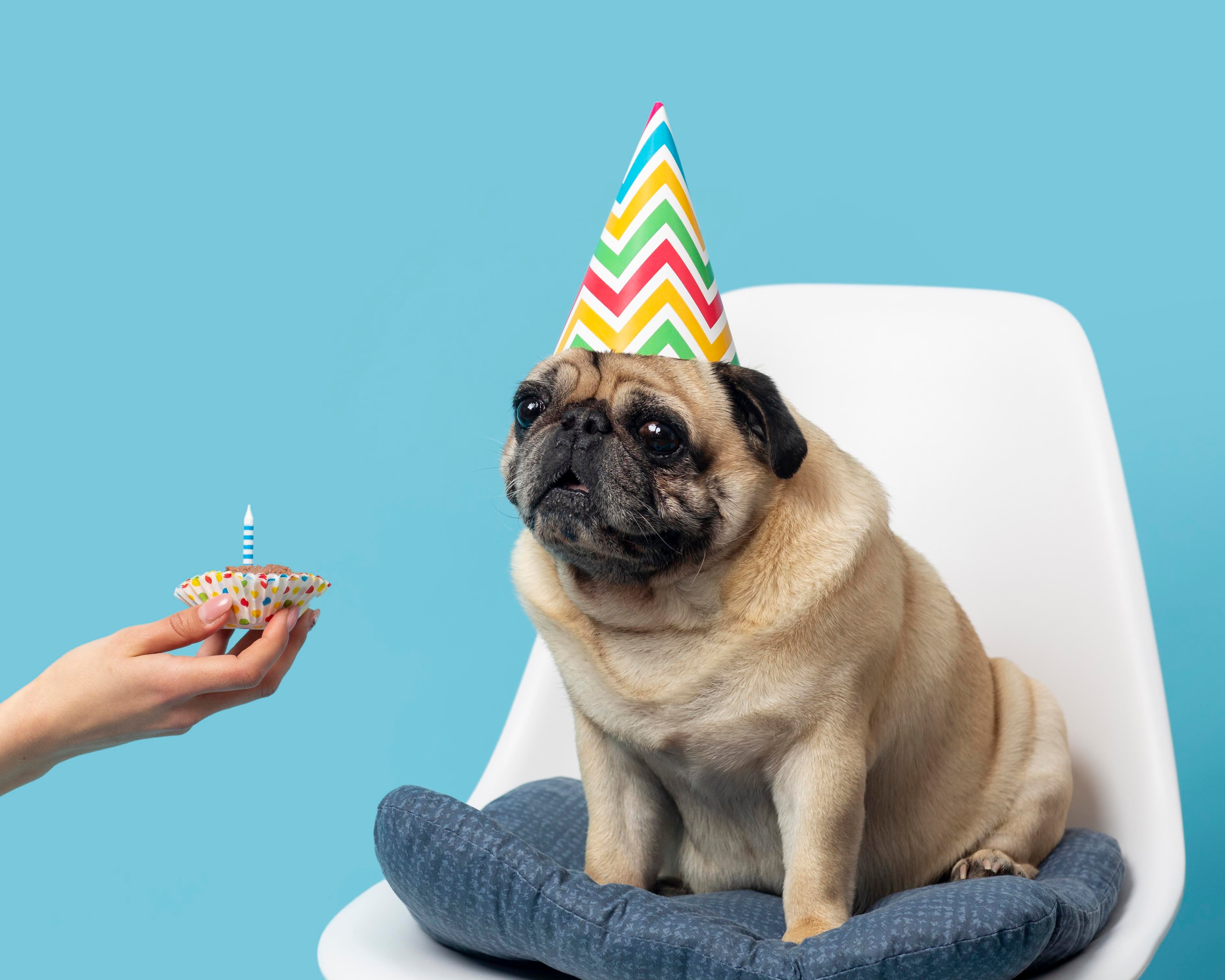 Pet birthday party