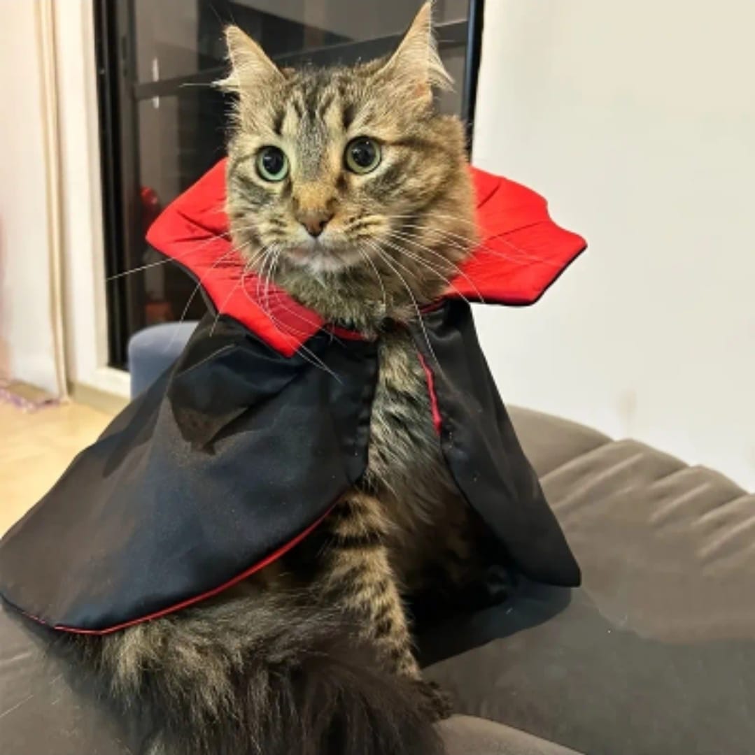 1pc vampire spooky Cat or Dog Costume